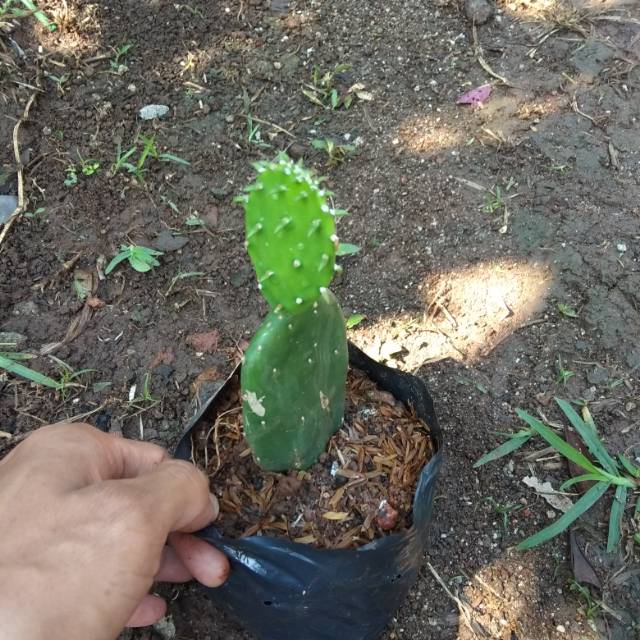 Kaktus centong / pohon katus centong / tanaman kaktus centong