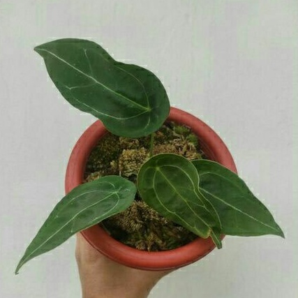 Anthurium kuping gajah forgetii ori