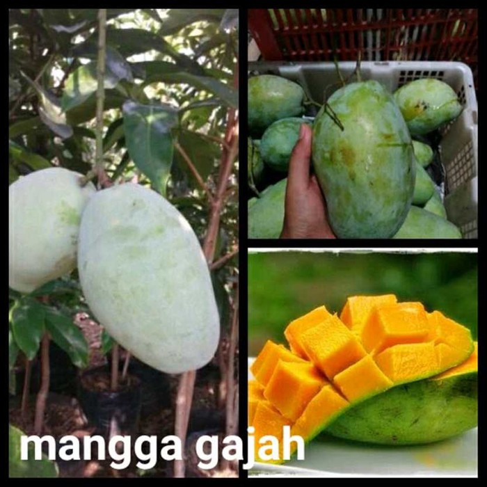Bibit tanaman buah mangga gajah