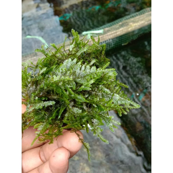 MOS,peacok,media,wabikusa mos aquascape