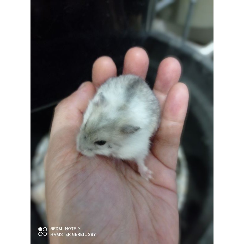 Hamster winter white jinak kalem via grab