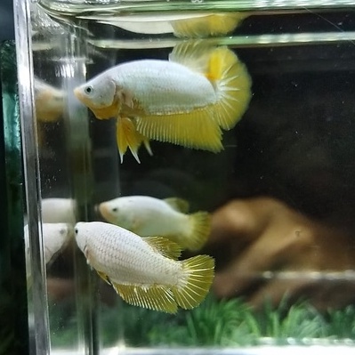 SEPASANG/1 PAIR IKAN CUPANG PK YDS /YELLOW DRAGON SNOW 100% REALPICT (KODE AN1)