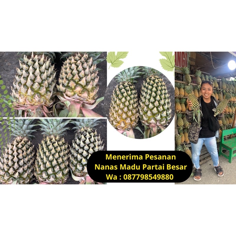 

Nanas Madu ( Queen )
