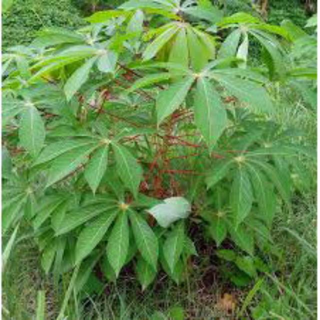 

Daun Singkong daun pepaya daun ubi pohpohan daun pakis nangka katuk genjer daun kenikir bunga pepaya