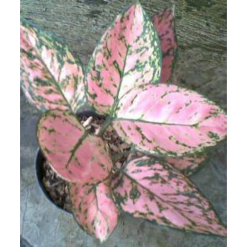 aglonema ruby valentine