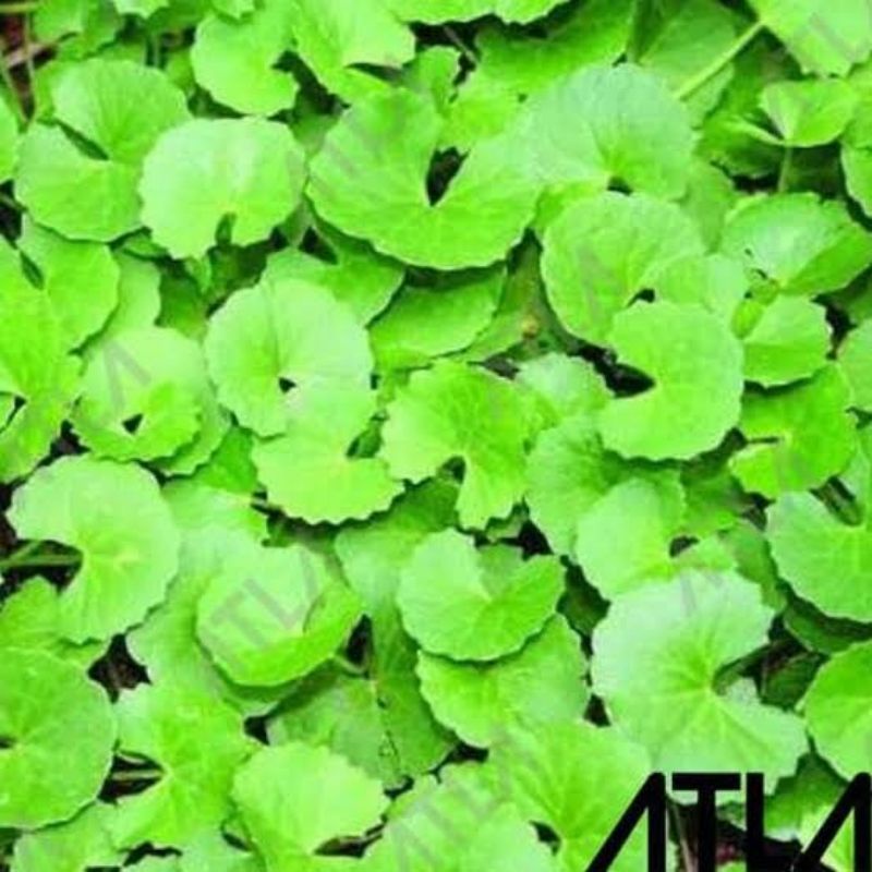 

daun pegagan 250 g