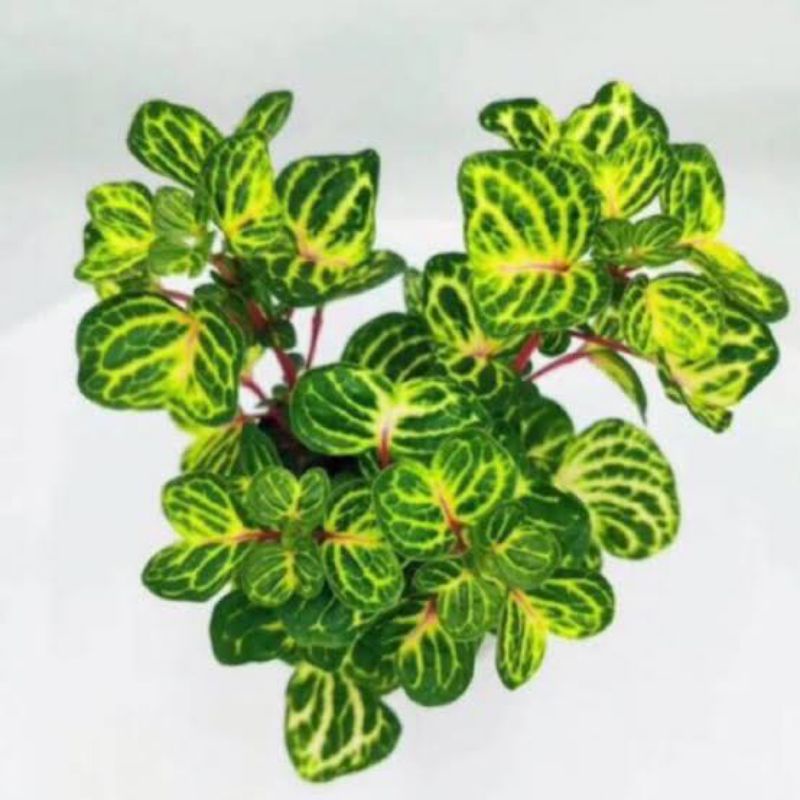 Pohon Krokot Bayam Batang Merah