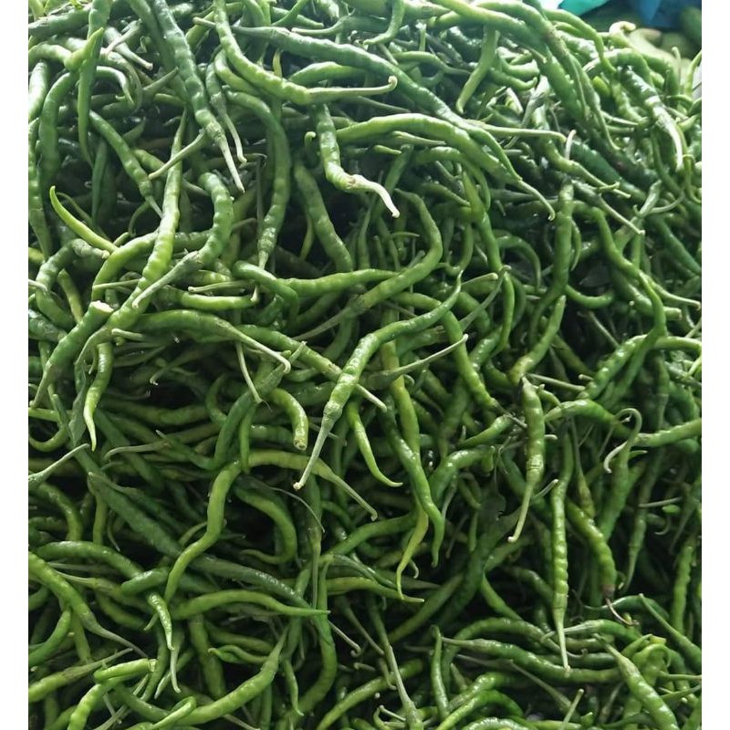 

cabe keriting hijau