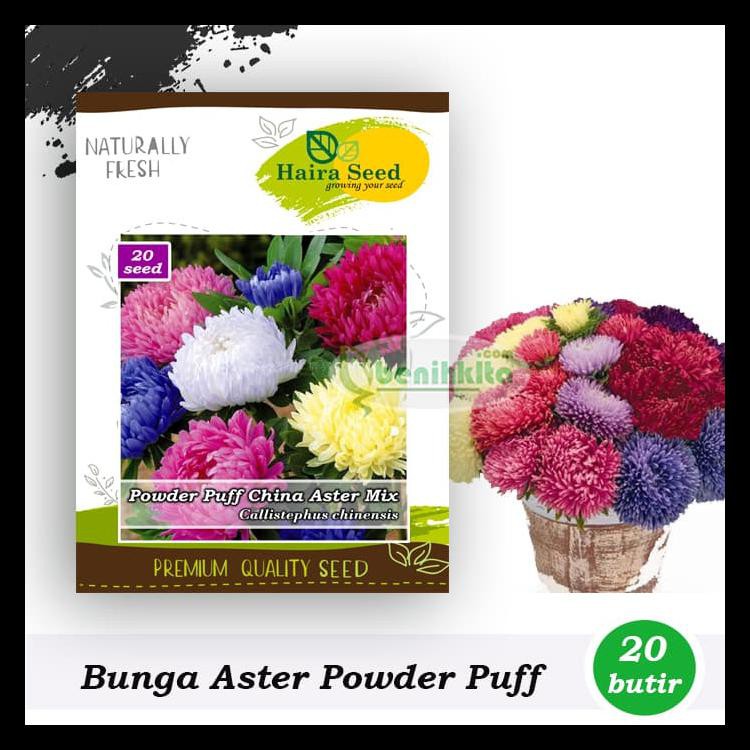 Benih-Bibit Bunga Aster Powder Puff Mix (Haira Seed)