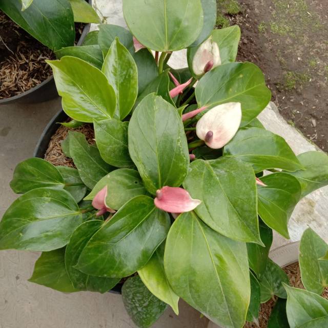 anthurium mini