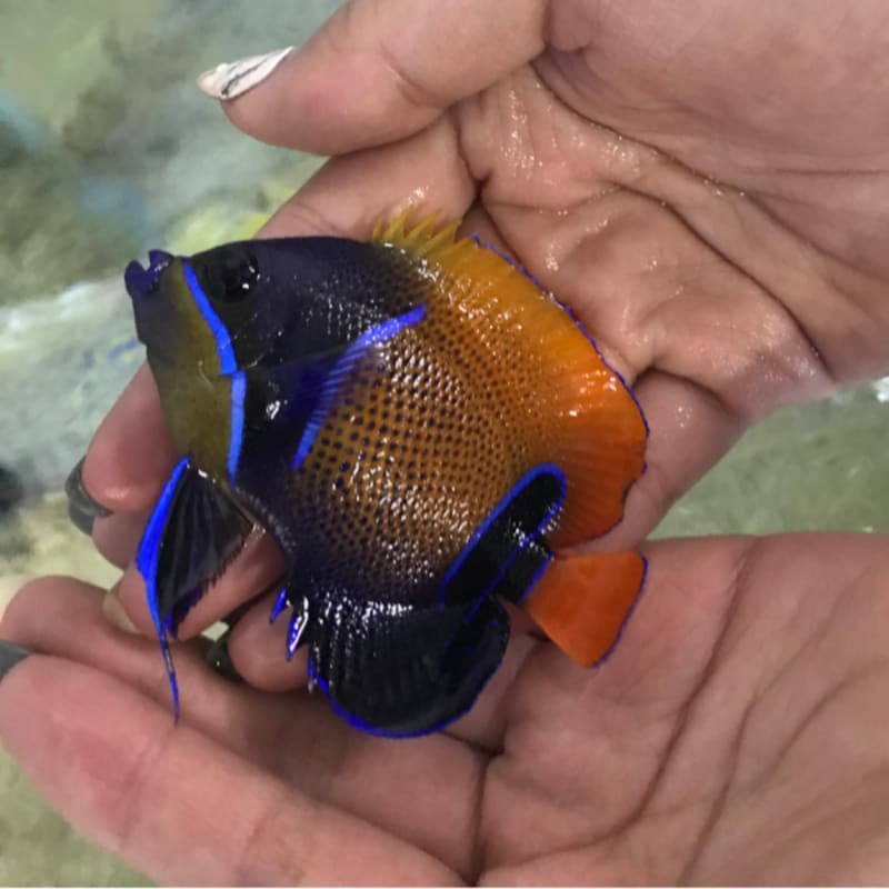 ikan hias laut piyama