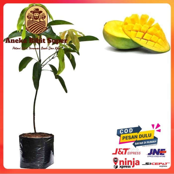 Bibit Mangga Arumanis