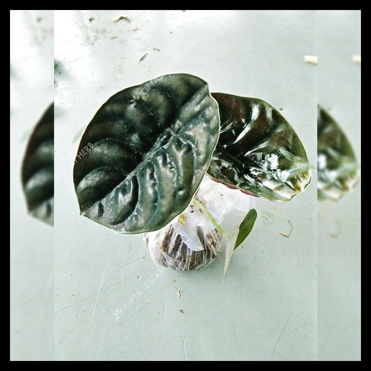 Tanaman Hias Keladi Tengkorak - Alocasia Cuprea - Daun Kuping Gajah Hitam Unik