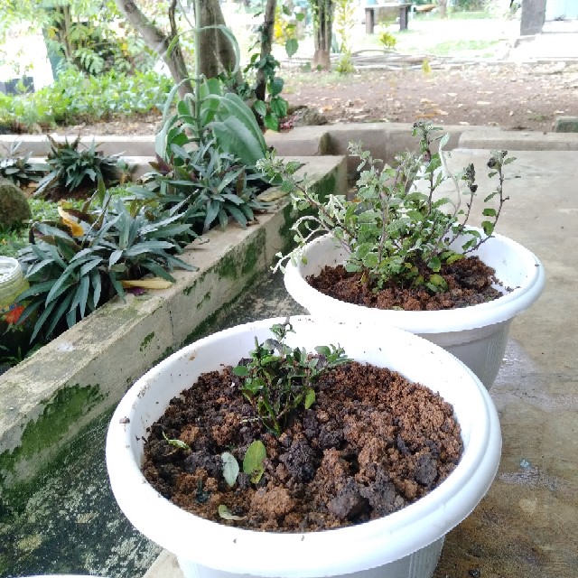 Tanaman Hias Bunga Blue Eyes Atau Baby Blue Rimbun