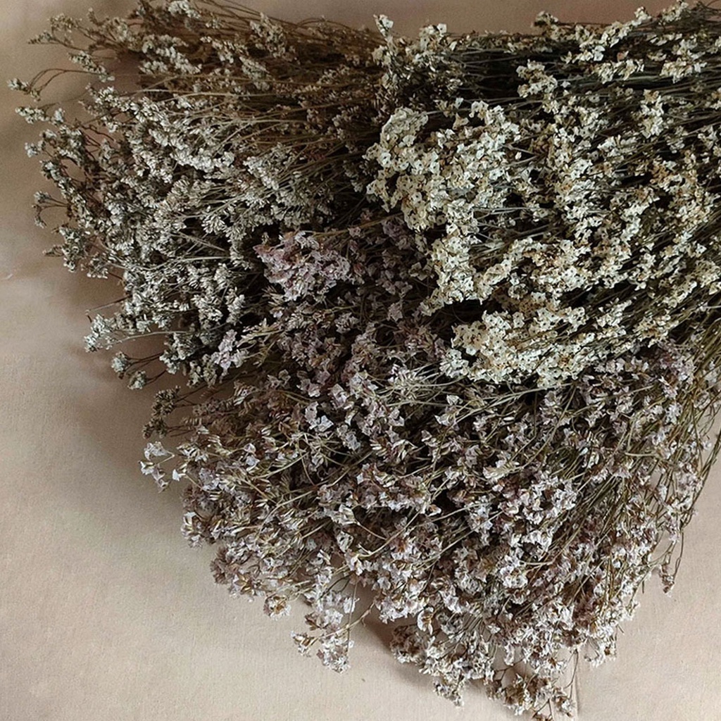 Dried Flower Limonium Bunga Kering Asli Dekorasi Hias Pajangan Buket