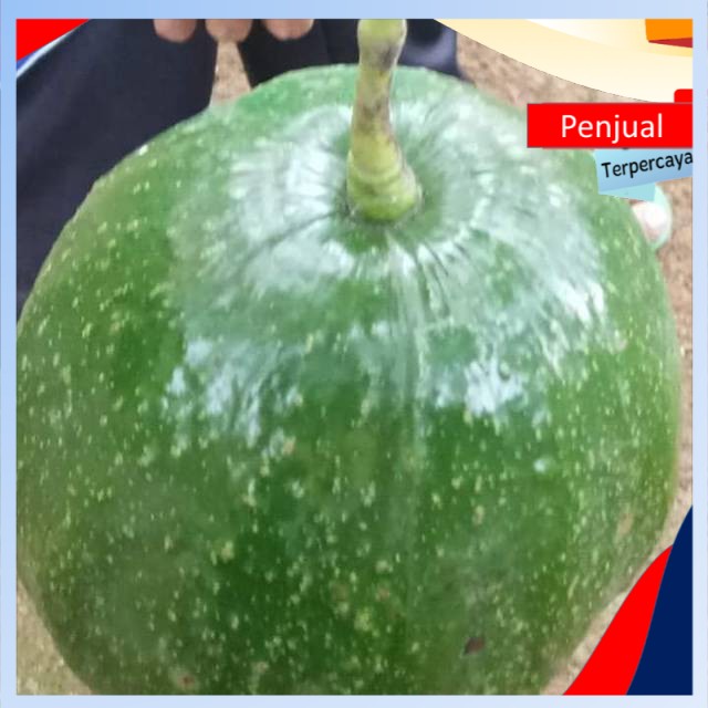 

/COD/ Bibit alpukat hawai stek okulasi ktn