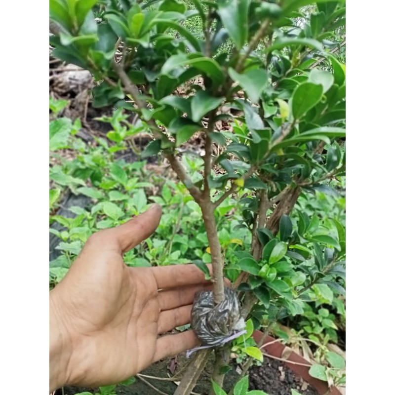 bahan bonsai ficus elegan cangkok prokar