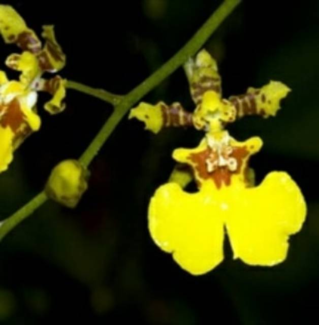 Anggrek Oncidium Golden Shower