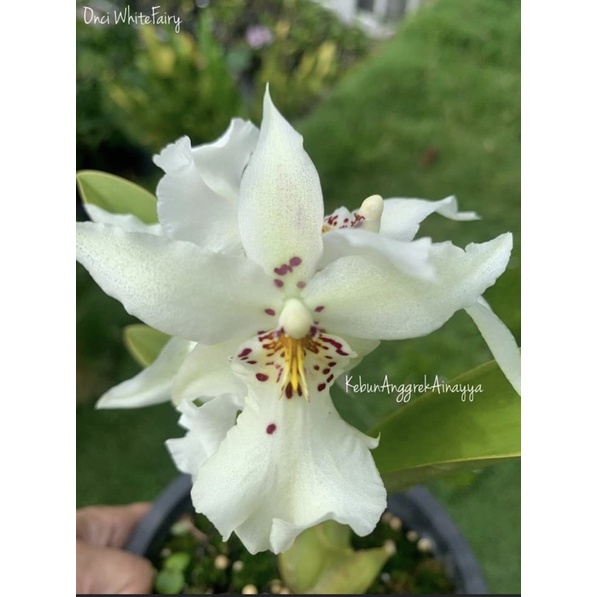 Anggrek Oncidium white fairy