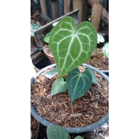 ANTURIUM KUPING GAJAH TARANTULA