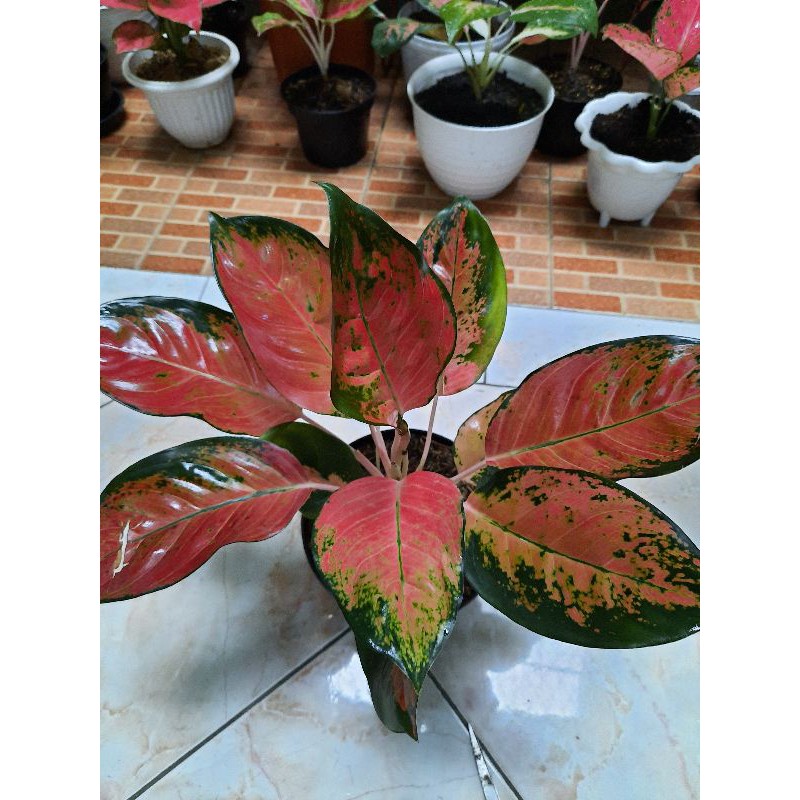 Aglonema kochin red cherry ukuran Besar
