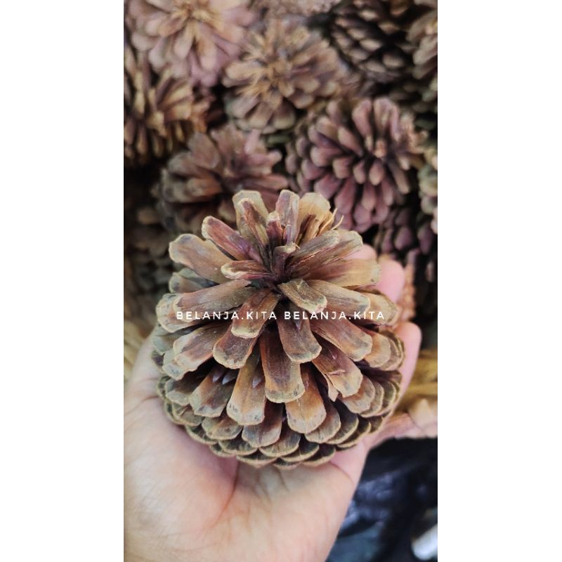 Pinus kering besar / bunga Pinus kering / biji Pinus kering