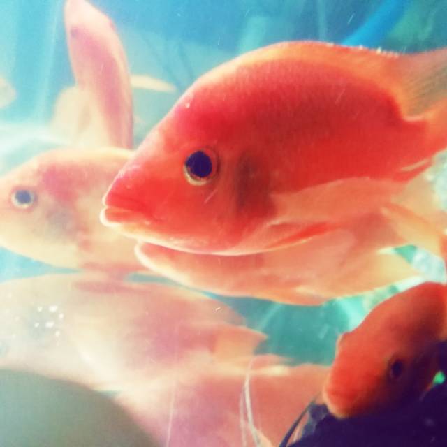 

Ikan Red Parrot Big Size 18cm