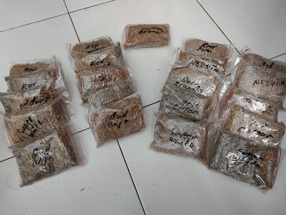 Promo Paket 5 Bonggol Aglonema,red Anjamani,red Heart,widuri,super White,dud Anjamani