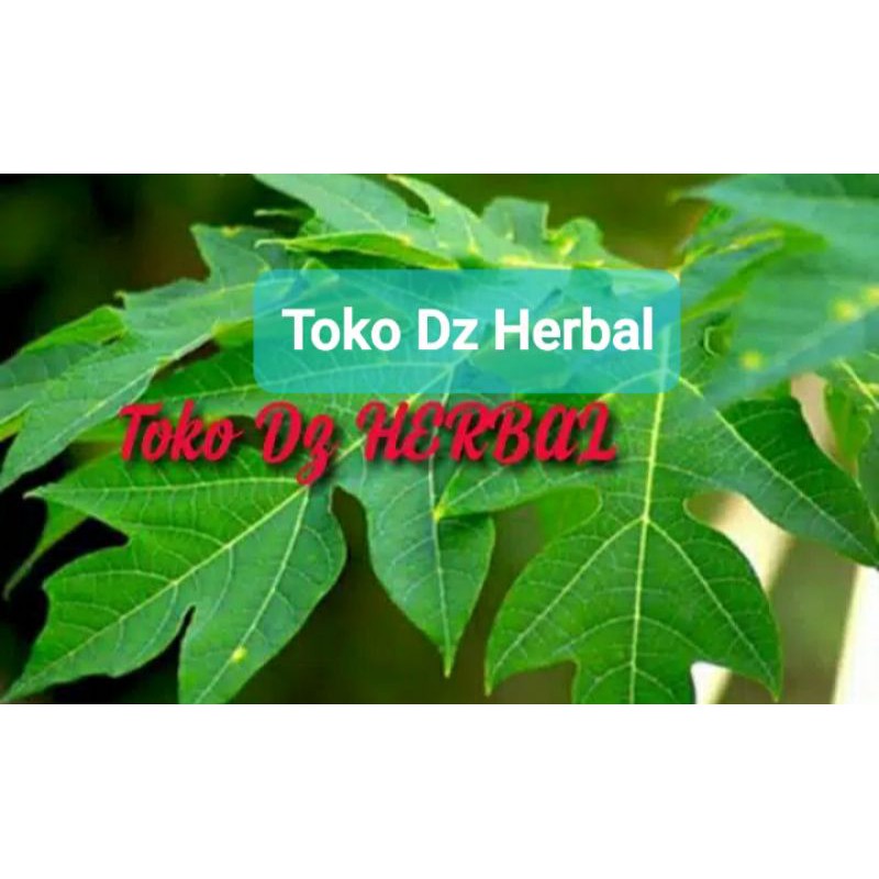 

Daun pepaya muda segar 1 kg petik langsung-az