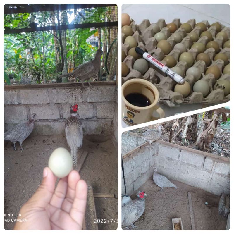 TELUR AYAM RINGNECK ABU" | TELUR AYAM HIAS