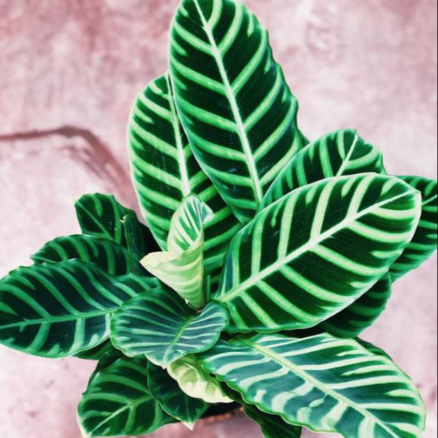  Tanaman  hias calathea  zebrina tanaman  indoor  Shopee 