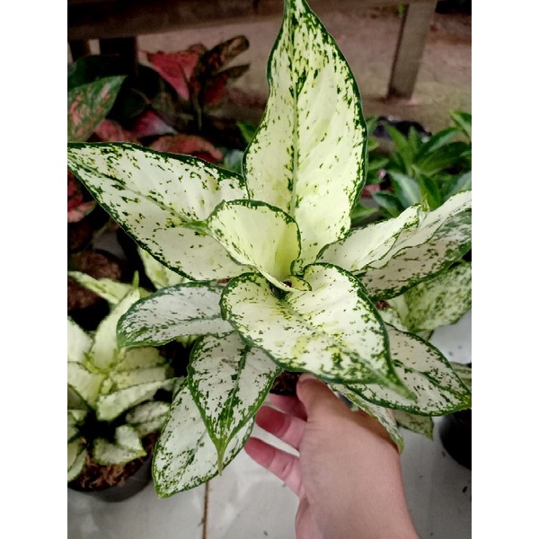 aglonema_Siam_Paragon