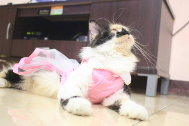 Dress pink rilakkuma untuk kucing dan anjing / baju kucing lucu / aksesoris hewan