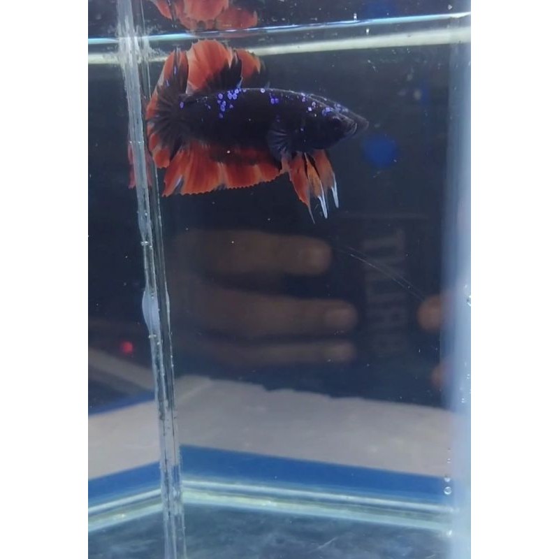 cupang kontes avatar vampir/red kalimaya grade