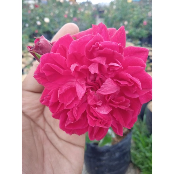 MAWAR KAMPUNG MEGGY MERAH FANTA