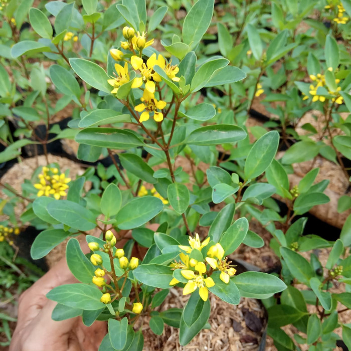 tanaman hias hujan emas - hujan emas - pohon hujan emas