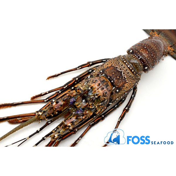 

Foss Seafood Lobster Batik Frozen (Beku) size 500gr-800gr