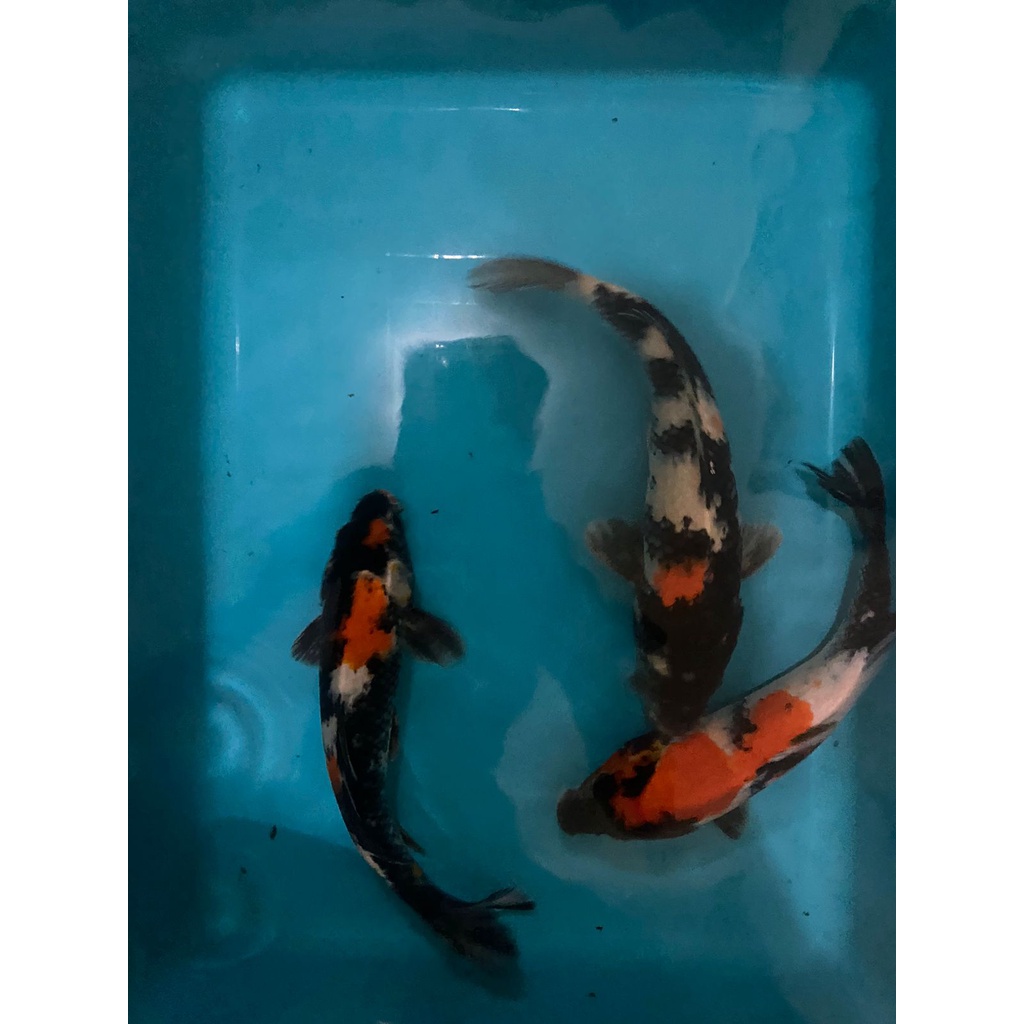 IKAN KOI SHOWA Blitar 34-37cm Grade A+