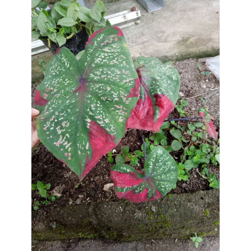 caladium baret