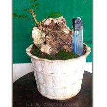 bonsai serut on the rock