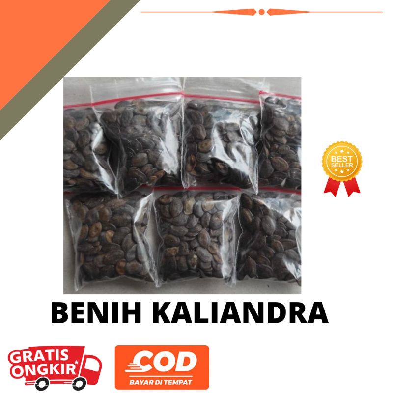 Benih Kaliandra Merah Hijauan Pakan Ternak