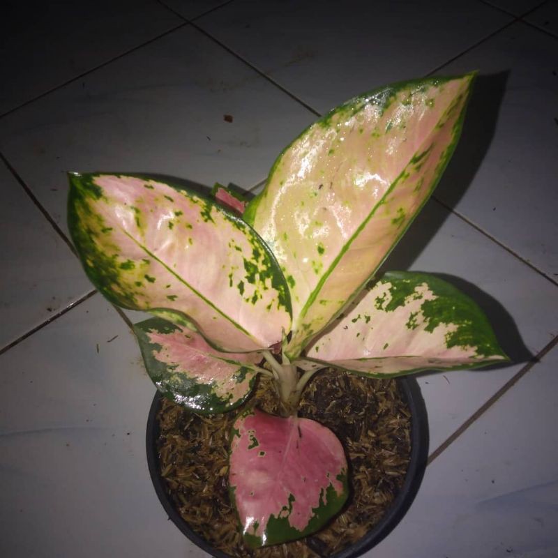 bibit bonggol kocin sutra/bibit tanaman aglonema kocin sutra