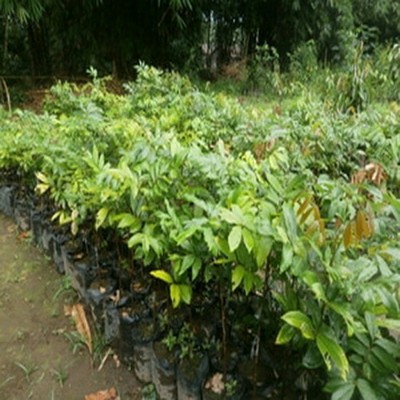 Bibit Buah Kelengkeng Diamond Buah Besar [Bibit Berkualitas Unggul]