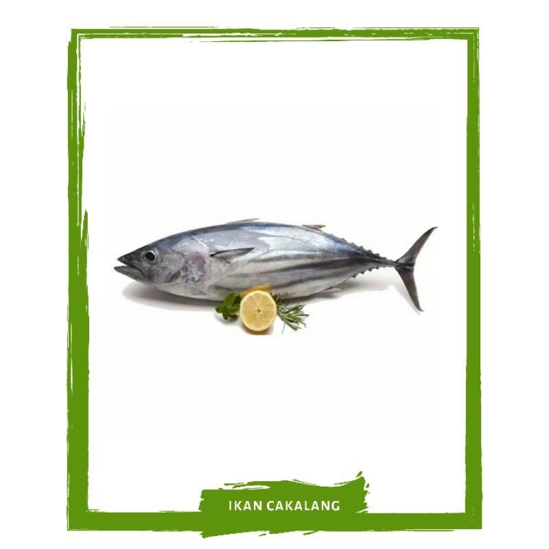 

Ikan Cakalang / Tongkol / Ikan Segar On Mallahrizwa