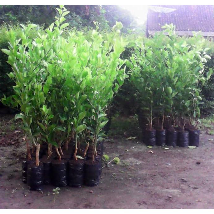 Bibit Jeruk Limau Kasturi Berbuah