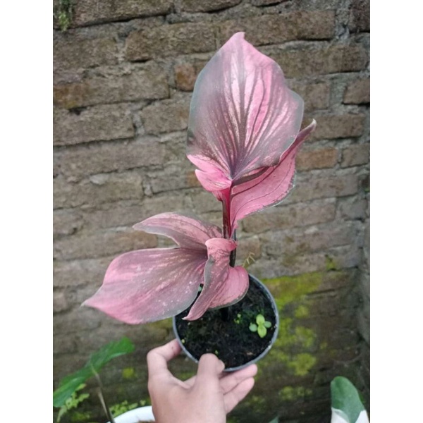 CALADIUM RED KUJANG limited