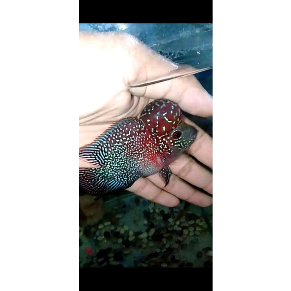 IKAN LOUHAN SRD. DAPATKAN IKAN LOUHAN SRD DENGAN SIZE BESAR