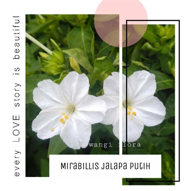 

Mirabilis putih /pacar sore