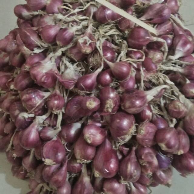 

Bawang merah asli brebes