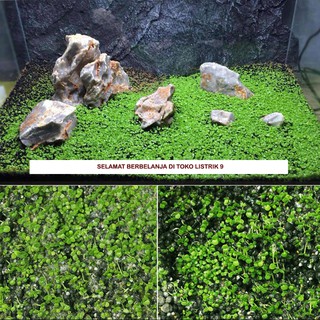  COD BIBIT  BENIH RUMPUT AIR DEKORASI AQUARIUM  TANAMAN  